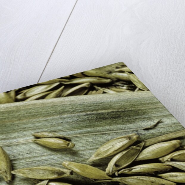 Bambusa arundinacea (bamboo) - seeds by Anonymous