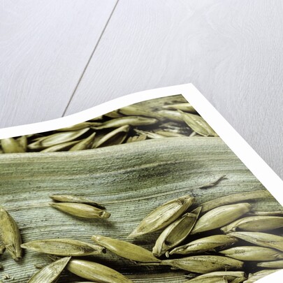 Bambusa arundinacea (bamboo) - seeds by Anonymous