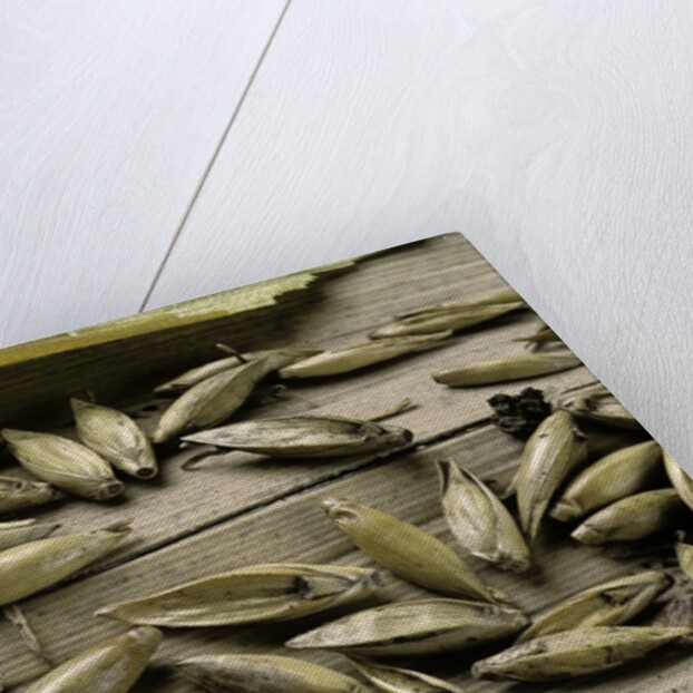 Bambusa arundinacea (bamboo) - seeds by Anonymous