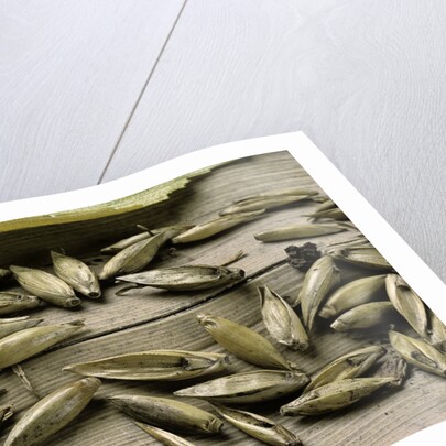Bambusa arundinacea (bamboo) - seeds by Anonymous