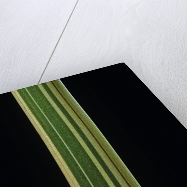 Bambusa multiplex 'Alphonse Karr' (bamboo) - shoot by Anonymous
