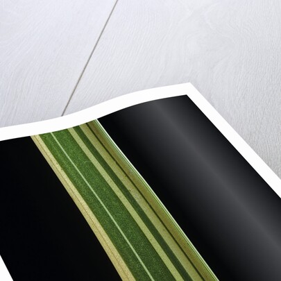 Bambusa multiplex 'Alphonse Karr' (bamboo) - shoot by Anonymous