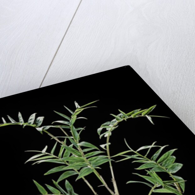 Bambusa multiplex 'Fernleaf' (bamboo) by Anonymous