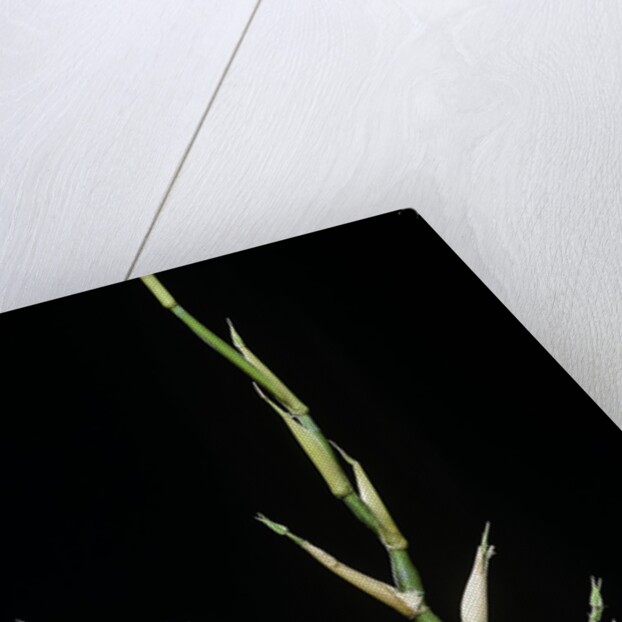 Bambusa ventricosa (Buddha's-belly bamboo) - young culm by Anonymous