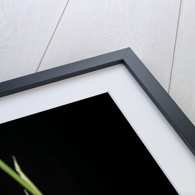 Bambusa ventricosa (Buddha's-belly bamboo) - young culm by Anonymous