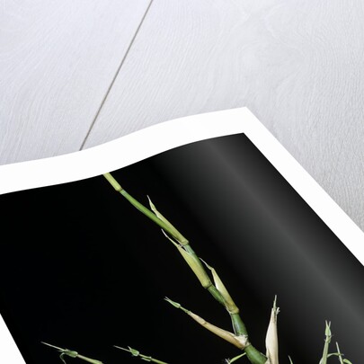 Bambusa ventricosa (Buddha's-belly bamboo) - young culm by Anonymous