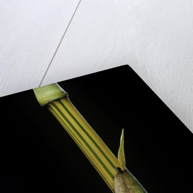 Bambusa vulgaris 'Vittata' (painted bamboo) by Anonymous