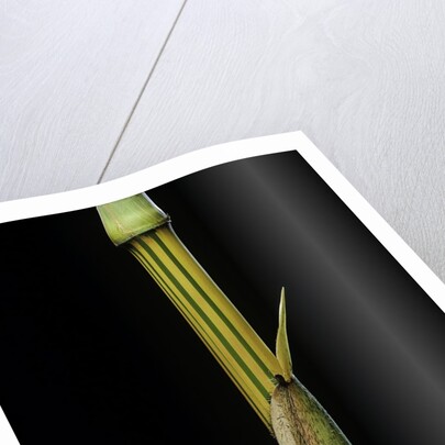 Bambusa vulgaris 'Vittata' (painted bamboo) by Anonymous