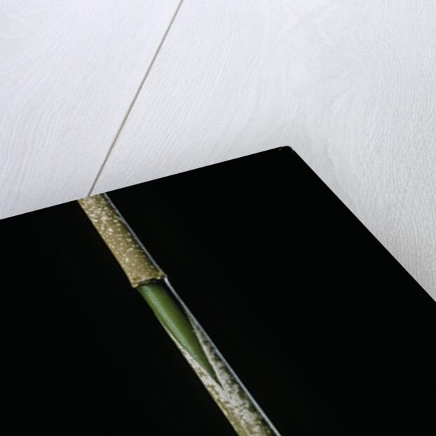 Chimonobambusa marmorea (marble bamboo) - young culm by Anonymous