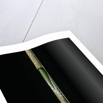 Chimonobambusa marmorea (marble bamboo) - young culm by Anonymous