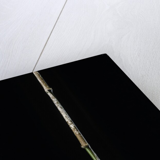 Chimonobambusa marmorea (marble bamboo) by Anonymous