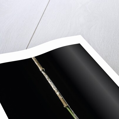 Chimonobambusa marmorea (marble bamboo) by Anonymous
