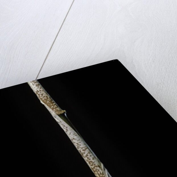 Chimonobambusa marmorea (marble bamboo) - young culm by Anonymous