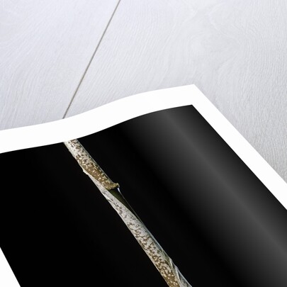 Chimonobambusa marmorea (marble bamboo) - young culm by Anonymous