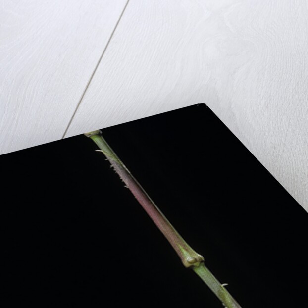 Chimonobambusa tumidissinoda (walking stick bamboo) by Anonymous