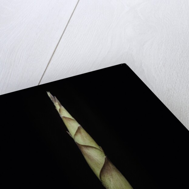 Chusquea breviglumis (bamboo) - shoot by Anonymous