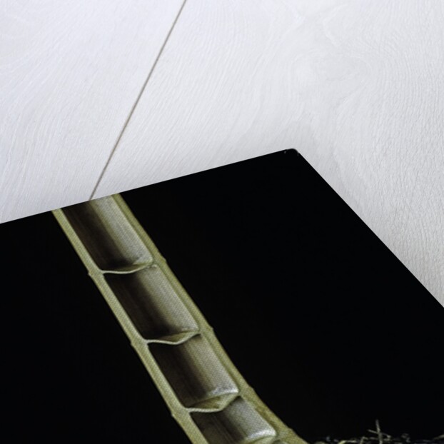 Cut-away section of a bamboo's culm by Anonymous