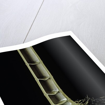 Cut-away section of a bamboo's culm by Anonymous