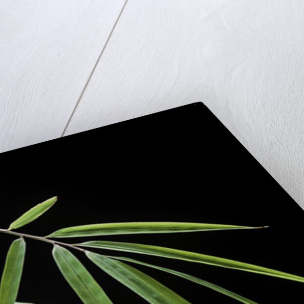 Drepanostachyum falcatum (Slender bamboo) - leaf by Anonymous