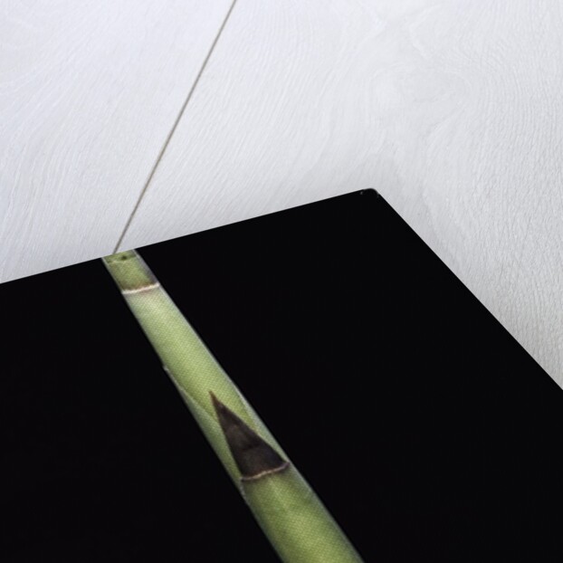 Fargesia utilis (bamboo) - shoot by Anonymous