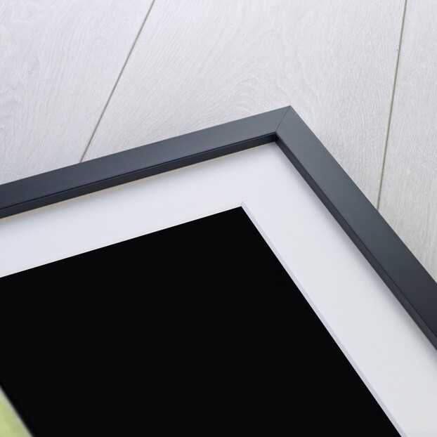 Fargesia utilis (bamboo) - shoot by Anonymous