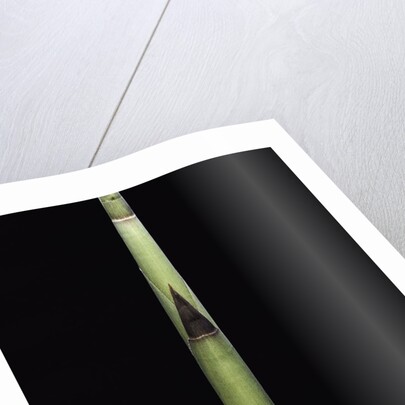 Fargesia utilis (bamboo) - shoot by Anonymous