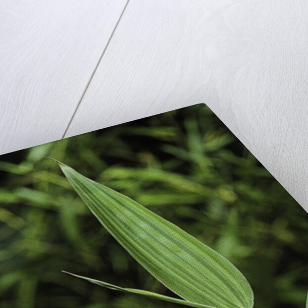 Bamboo leaf by Anonymous