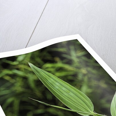 Bamboo leaf by Anonymous