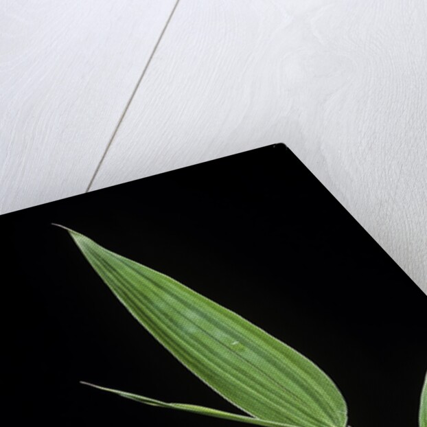 Bamboo leaf by Anonymous