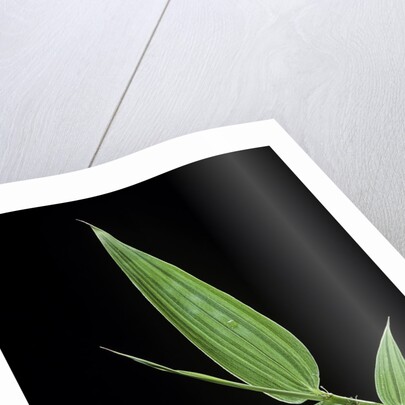 Bamboo leaf by Anonymous