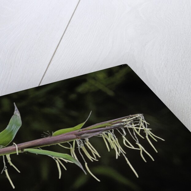 Bamboo flower by Anonymous