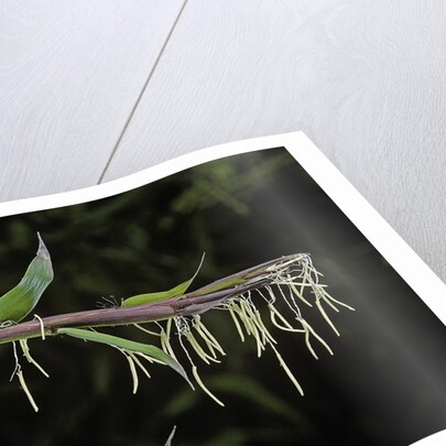 Bamboo flower by Anonymous