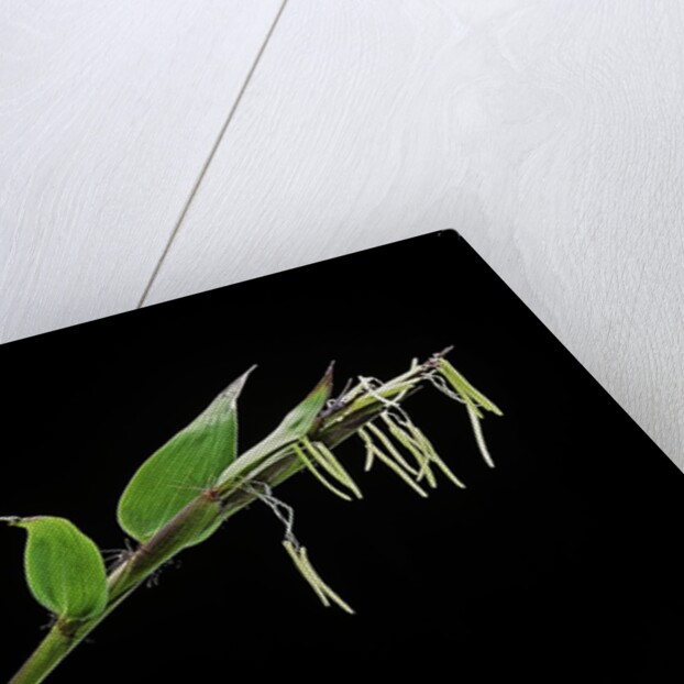 Bamboo flower by Anonymous
