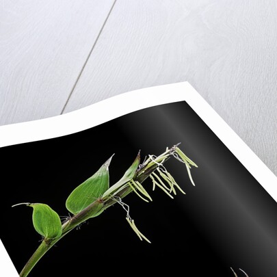 Bamboo flower by Anonymous