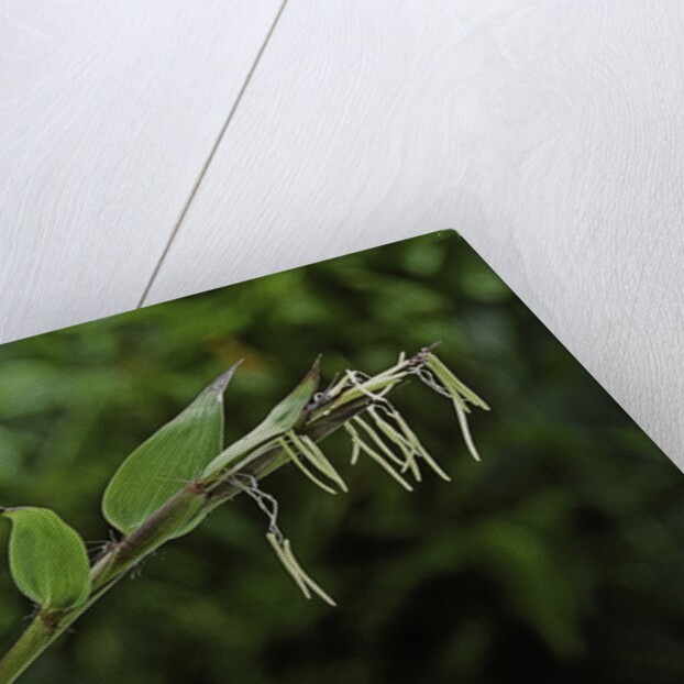 Bamboo flower by Anonymous