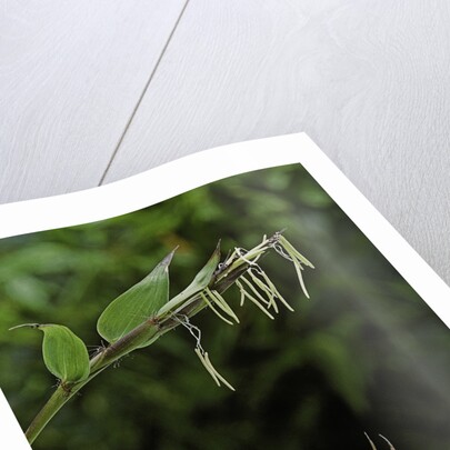 Bamboo flower by Anonymous
