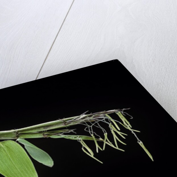 Bamboo flower by Anonymous