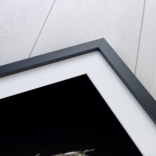 Bamboo flower by Anonymous