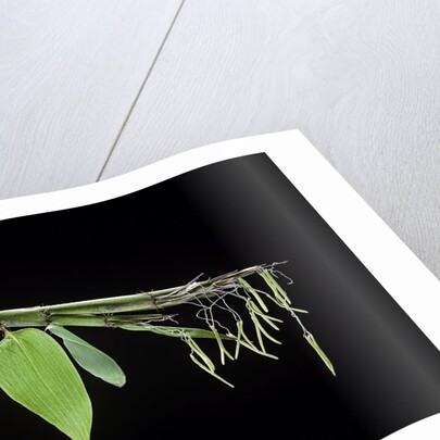 Bamboo flower by Anonymous