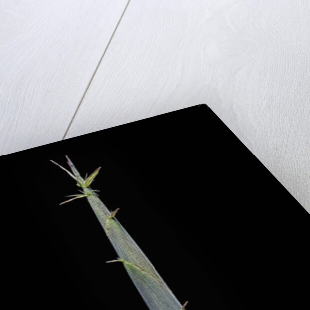 Hibanobambusa tranquillans (bamboo) - shoot by Anonymous