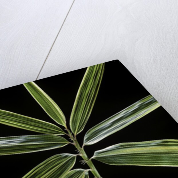 Hibanobambusa tranquillans 'Shiroshima' (Shiro-shima-inyÃinyouchikuzoku, bamboo) - leaf by Anonymous
