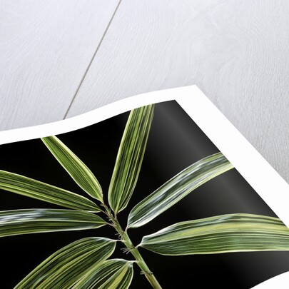 Hibanobambusa tranquillans 'Shiroshima' (Shiro-shima-inyÃinyouchikuzoku, bamboo) - leaf by Anonymous