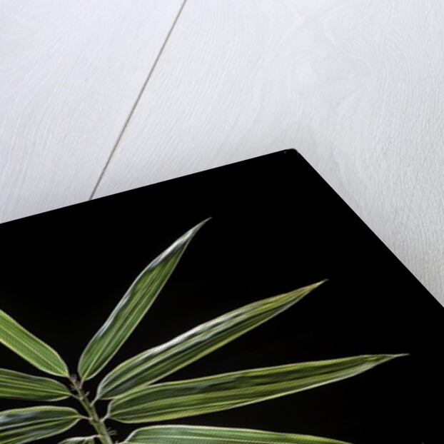 Hibanobambusa tranquillans 'Shiroshima' (Shiro-shima-inyÃinyouchikuzoku, bamboo) - leaf by Anonymous