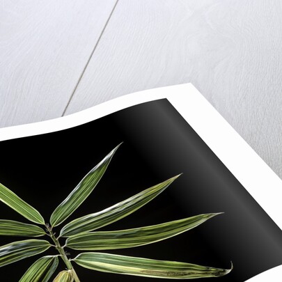 Hibanobambusa tranquillans 'Shiroshima' (Shiro-shima-inyÃinyouchikuzoku, bamboo) - leaf by Anonymous