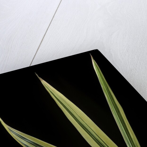 Hibanobambusa tranquillans 'Shiroshima' (Shiro-shima-inyÃinyouchikuzoku, bamboo) - leaf by Anonymous