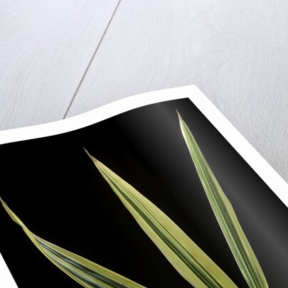 Hibanobambusa tranquillans 'Shiroshima' (Shiro-shima-inyÃinyouchikuzoku, bamboo) - leaf by Anonymous