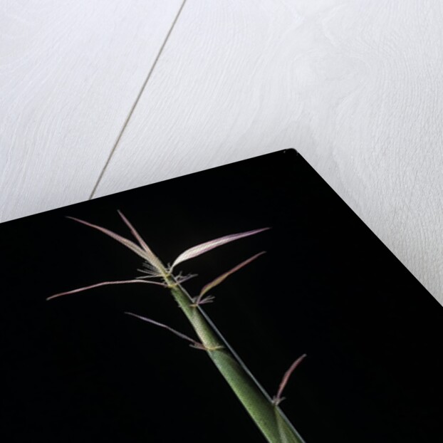 Hibanobambusa tranquillans 'Shiroshima' (Shiro-shima-inyÃinyouchikuzoku, bamboo) - shoot by Anonymous