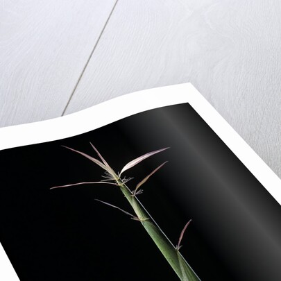 Hibanobambusa tranquillans 'Shiroshima' (Shiro-shima-inyÃinyouchikuzoku, bamboo) - shoot by Anonymous