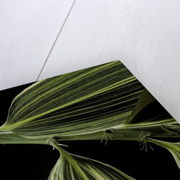 Hibanobambusa tranquillans 'Shiroshima' (Shiro-shima-inyÃinyouchikuzoku, bamboo) - leaf by Anonymous