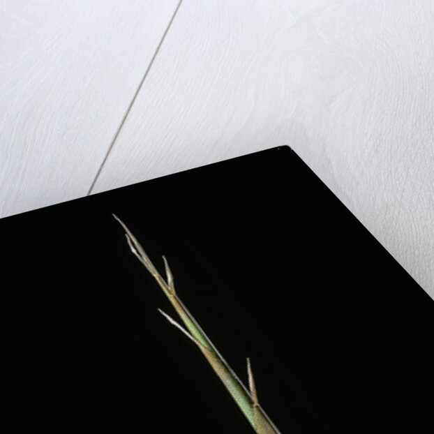 Indocalamus latifolius (bamboo) - shoot by Anonymous